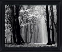 Silent Grove Shadows - 28" x 34" Framed Wall Art