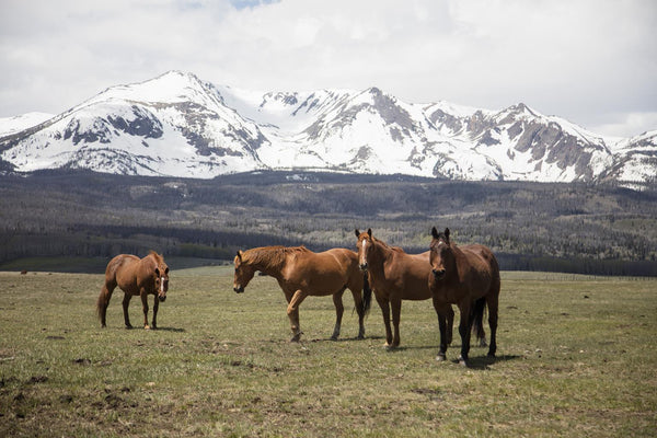 Horse Perspective By Piddix (Framed Small) - Green