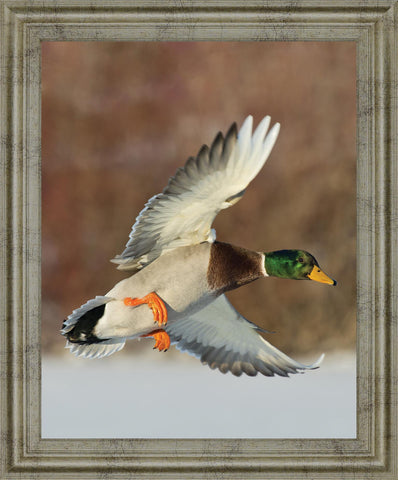 Mallard Glide - 28" x 34" Framed Wall Art