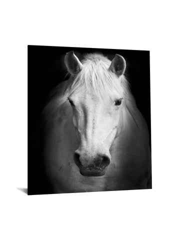 Temp Glass With Foil - White Horse - Black